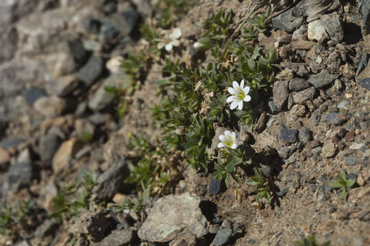 Image of Stellaria martjanovii Krylov