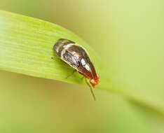 Image of Depressa striatipennis Malloch 1927