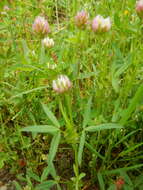 Image of Upright Clover