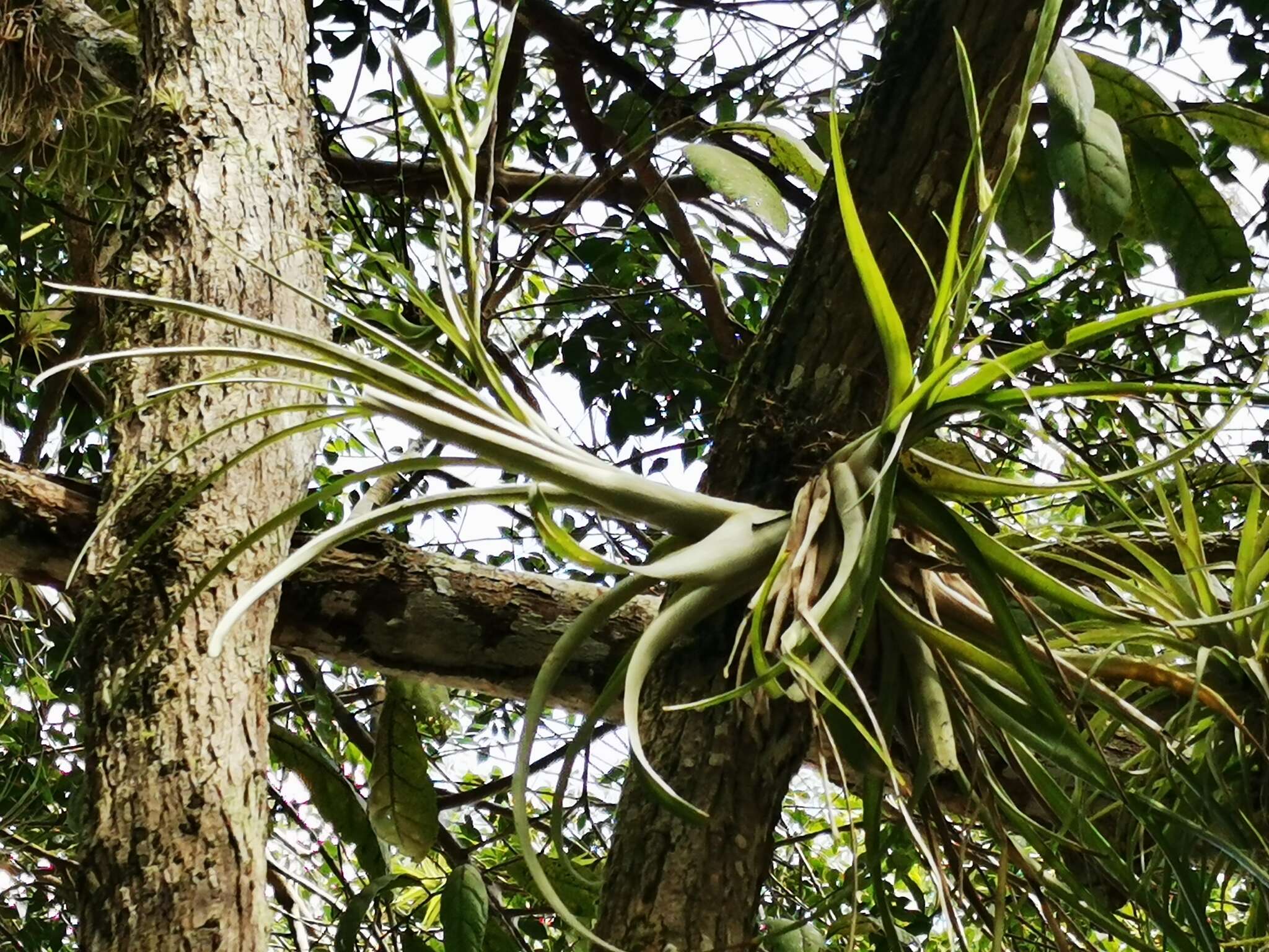 Image of leatherleaf airplant