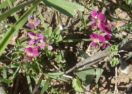 Image of Dolichos hastiformis E. Mey.