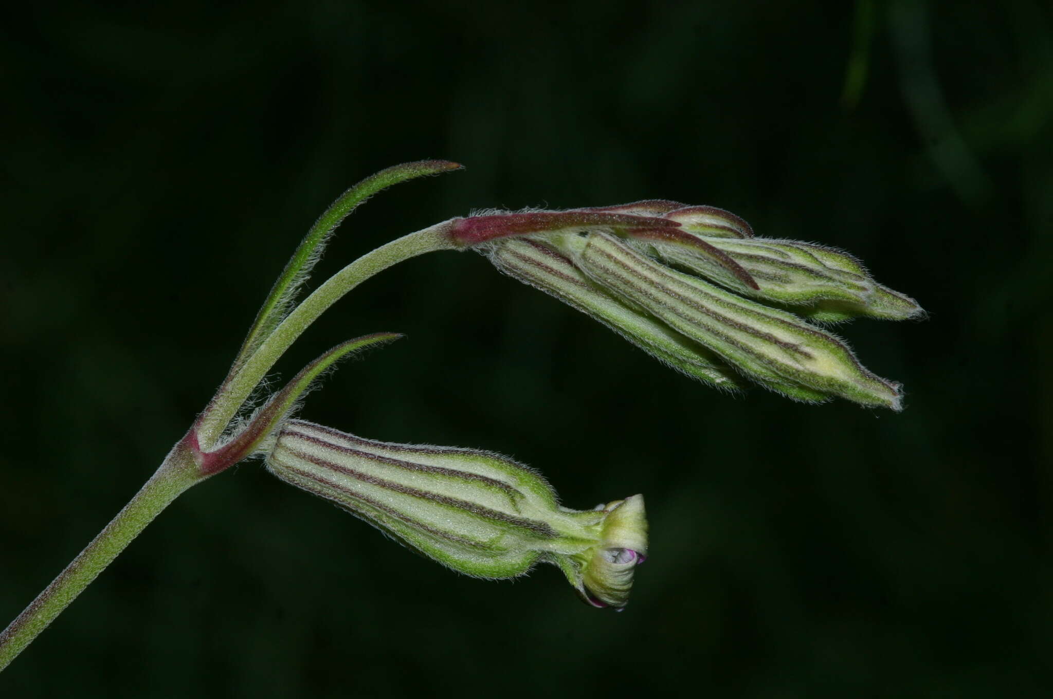 Image of Silene secundiflora Otth