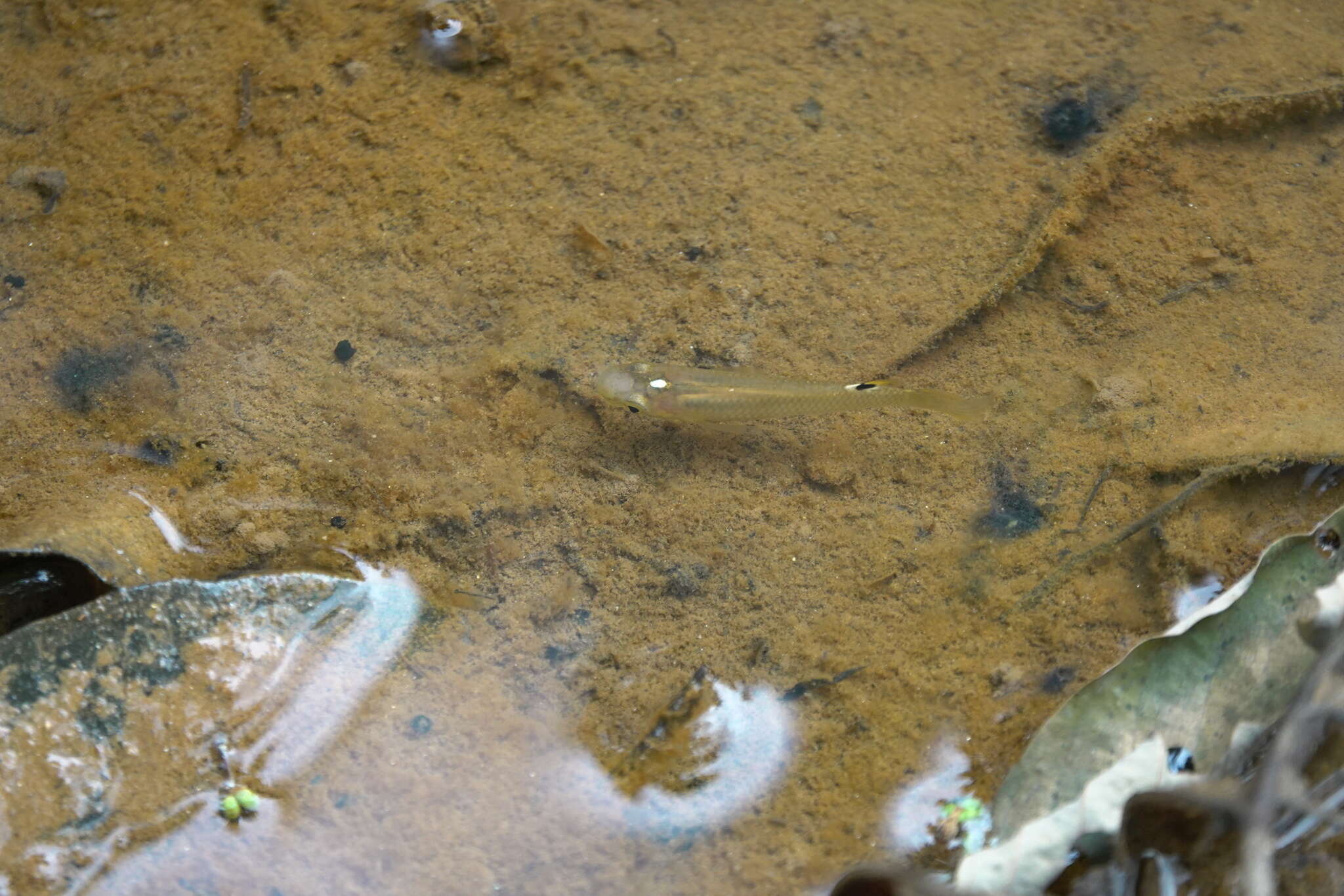 Image of Blue Panchax