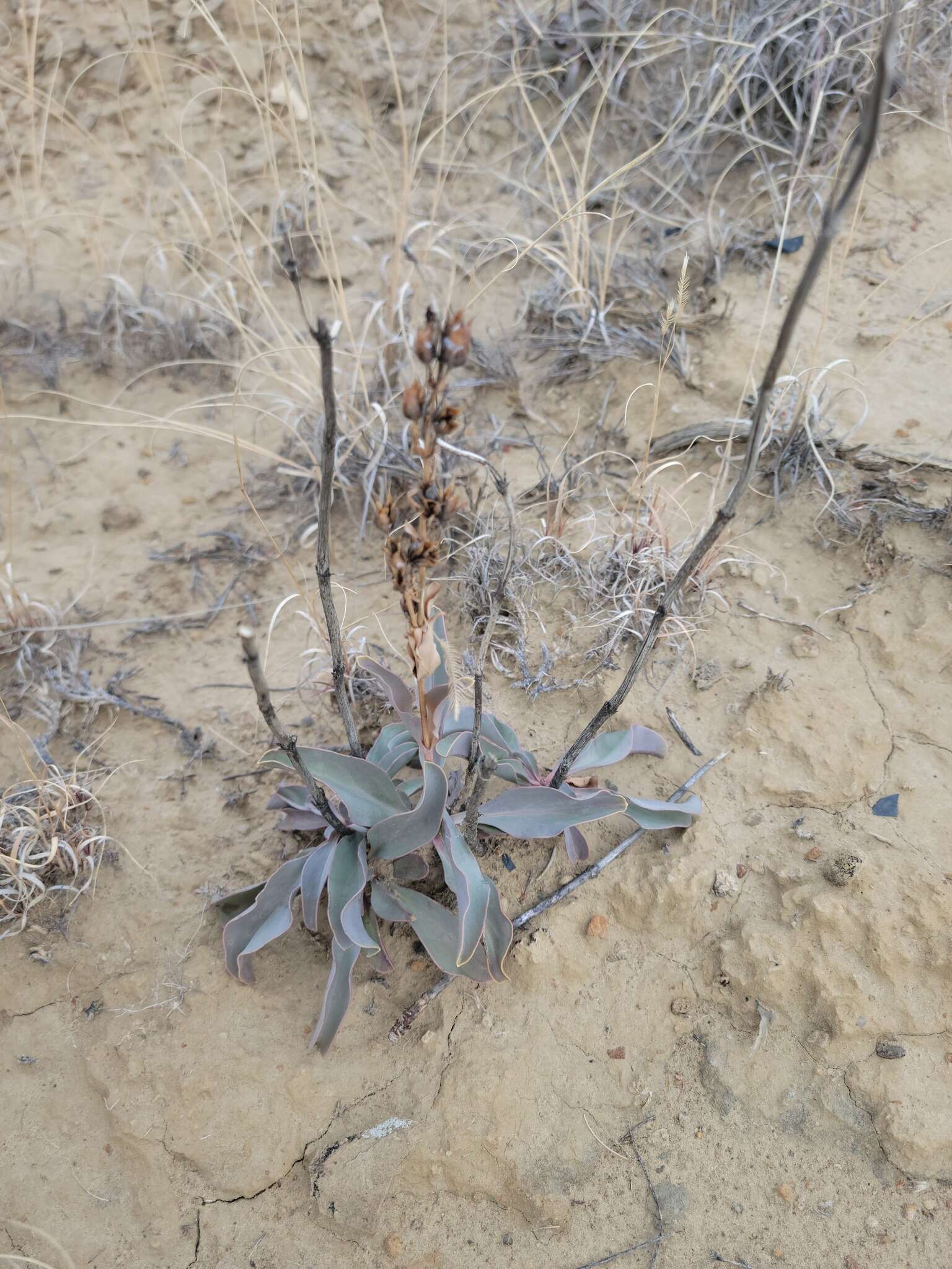 Image of Penstemon lentus var. lentus