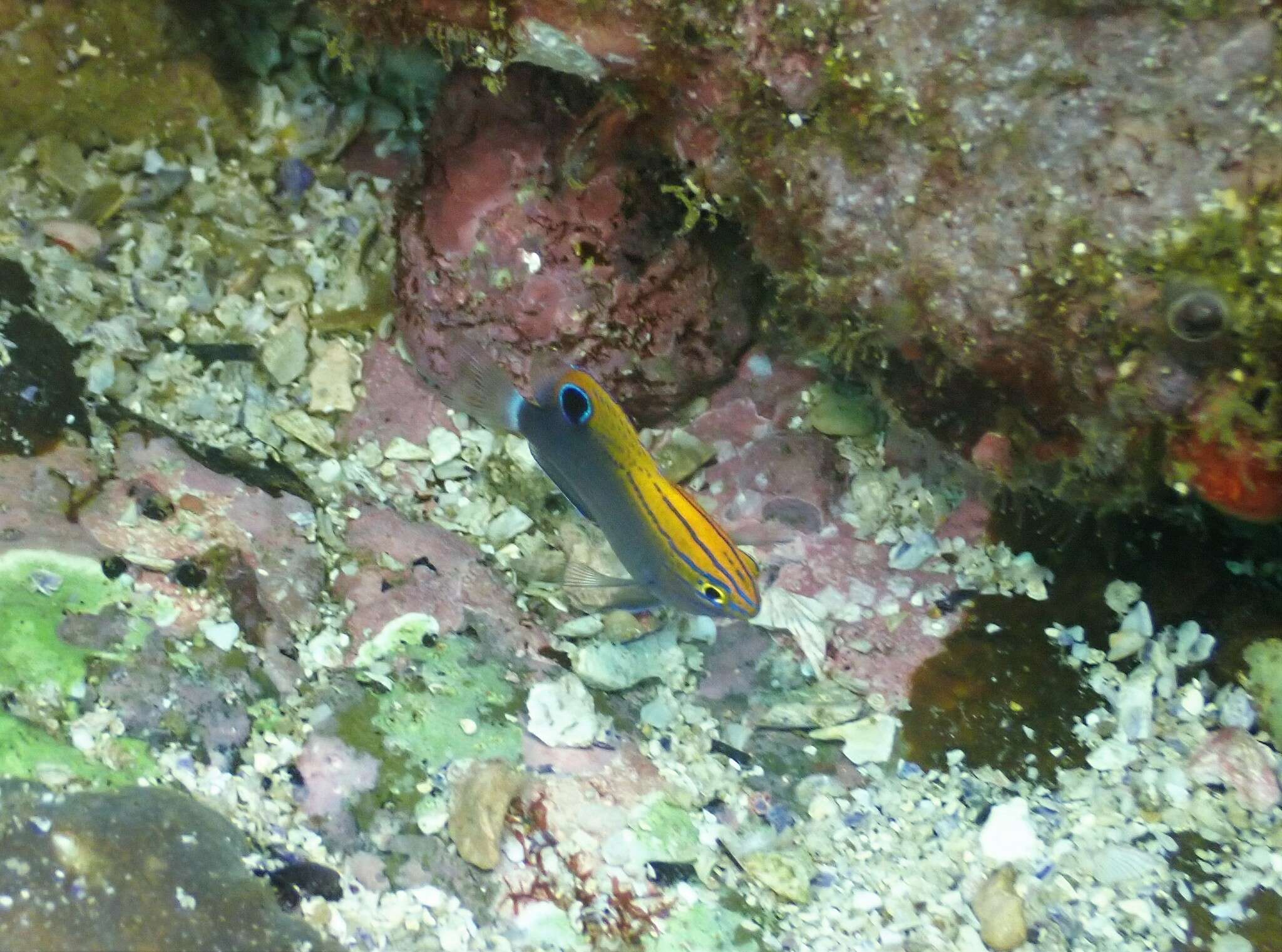 Image of Speckled damsel