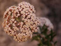 Image of Anaxeton asperum subsp. pauciflorum Lundgren