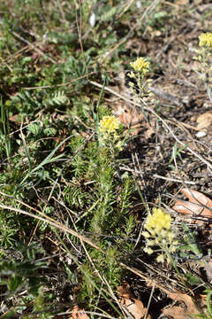 Image of Alyssum repens Baumg.