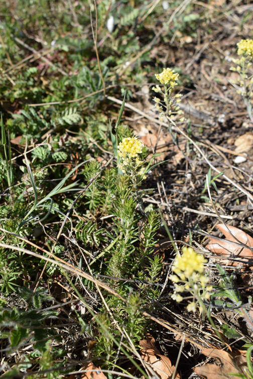 Image of Alyssum repens subsp. trichostachyum (Rupr.) Hayek