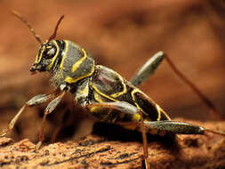 Image of Neoclytus scutellaris (Olivier 1790)