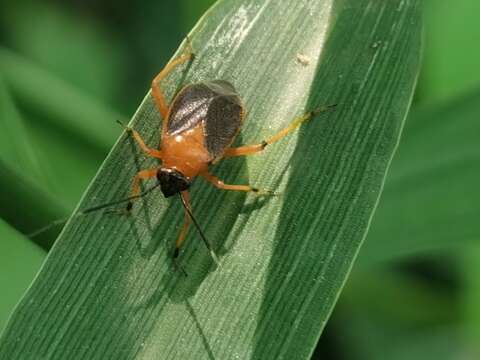 Image of Capsus wagneri Remane 1950