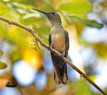 Image of Phaeochroa Gould 1861