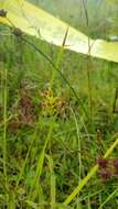 Image of Chapman's Fringed Orchid