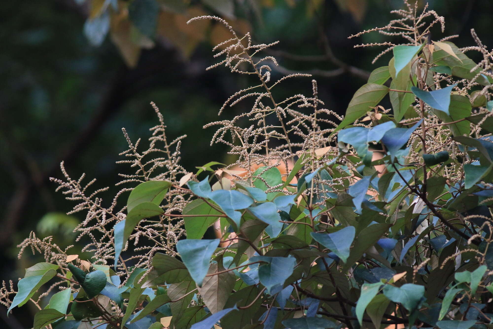 Image de Mallotus paniculatus (Lam.) Müll. Arg.