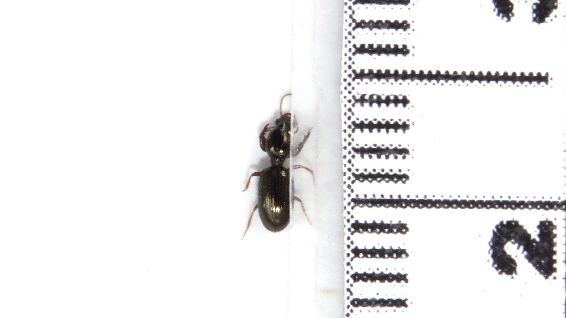 Image of Dyschirius (Dyschiriodes) sphaericollis (Say 1823)
