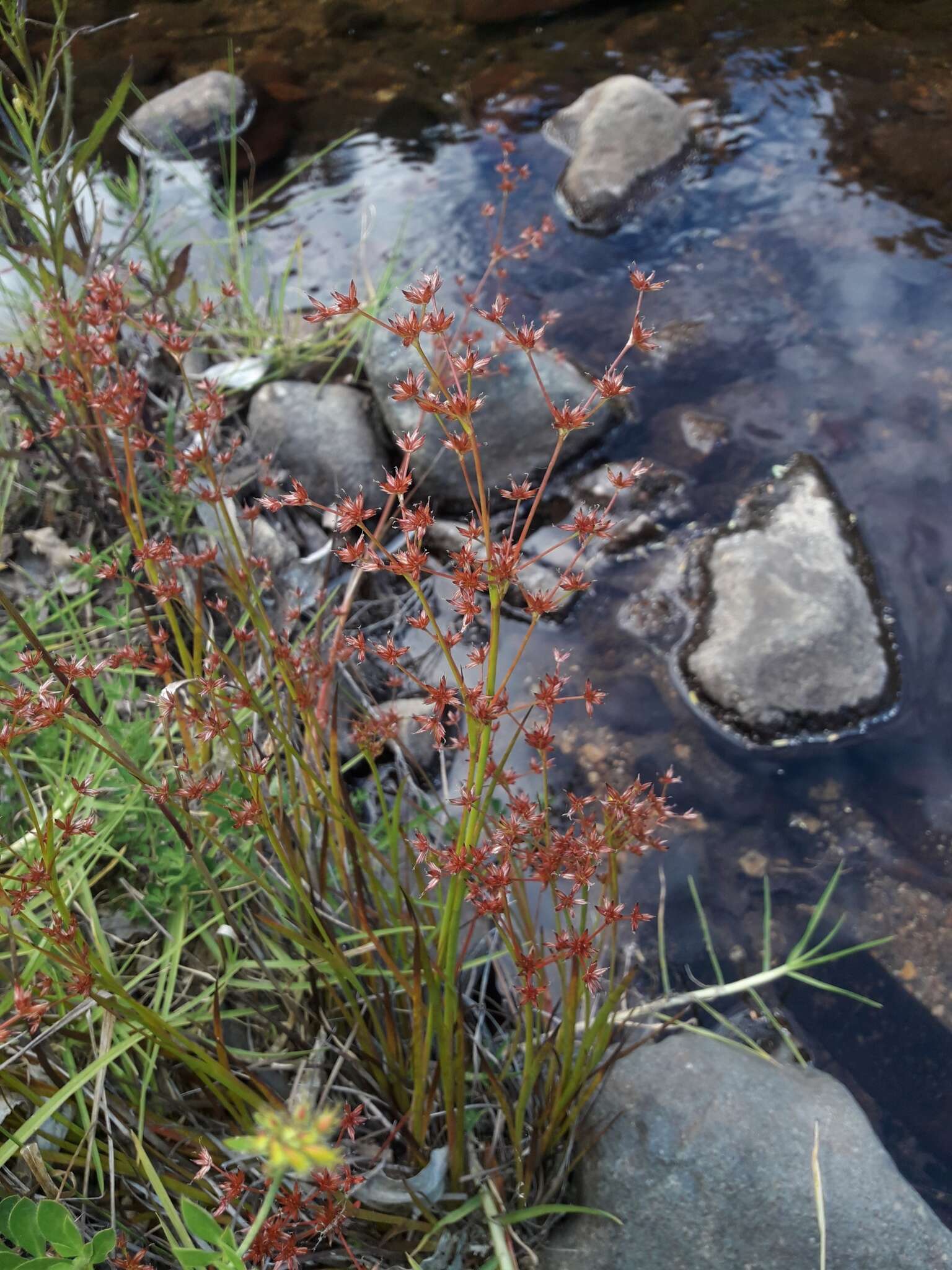 Juncus prismatocarpus R. Br. resmi