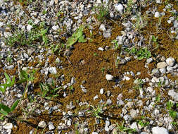 Image of tortella moss