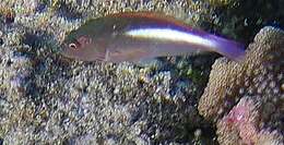 Image of Arc-eye Hawkfish