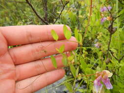 Слика од Lathyrus palustris L.