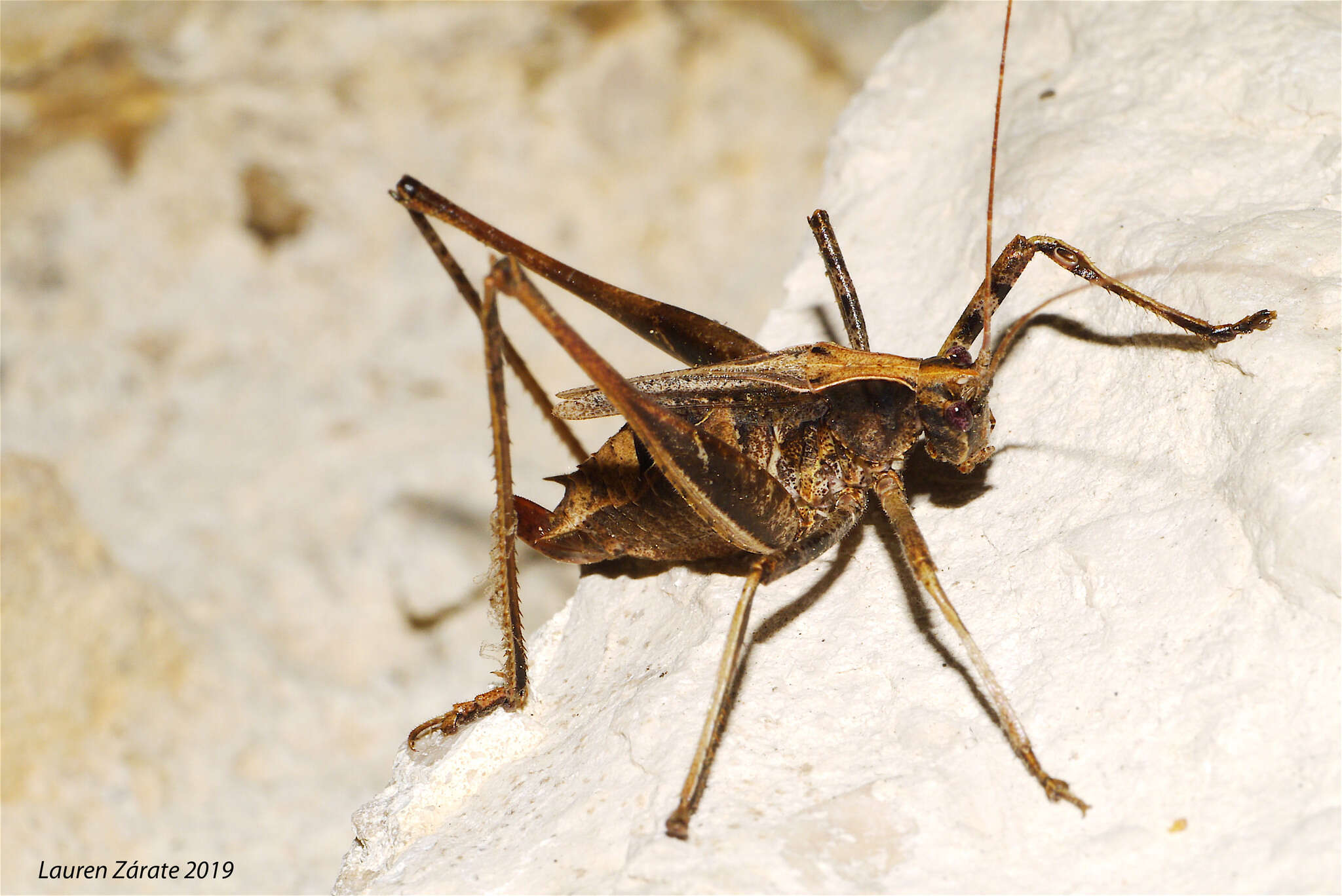 Image of Insara acutitegmina Fontana, Buzzetti, Mariño-Pérez & P. L. García García 2011