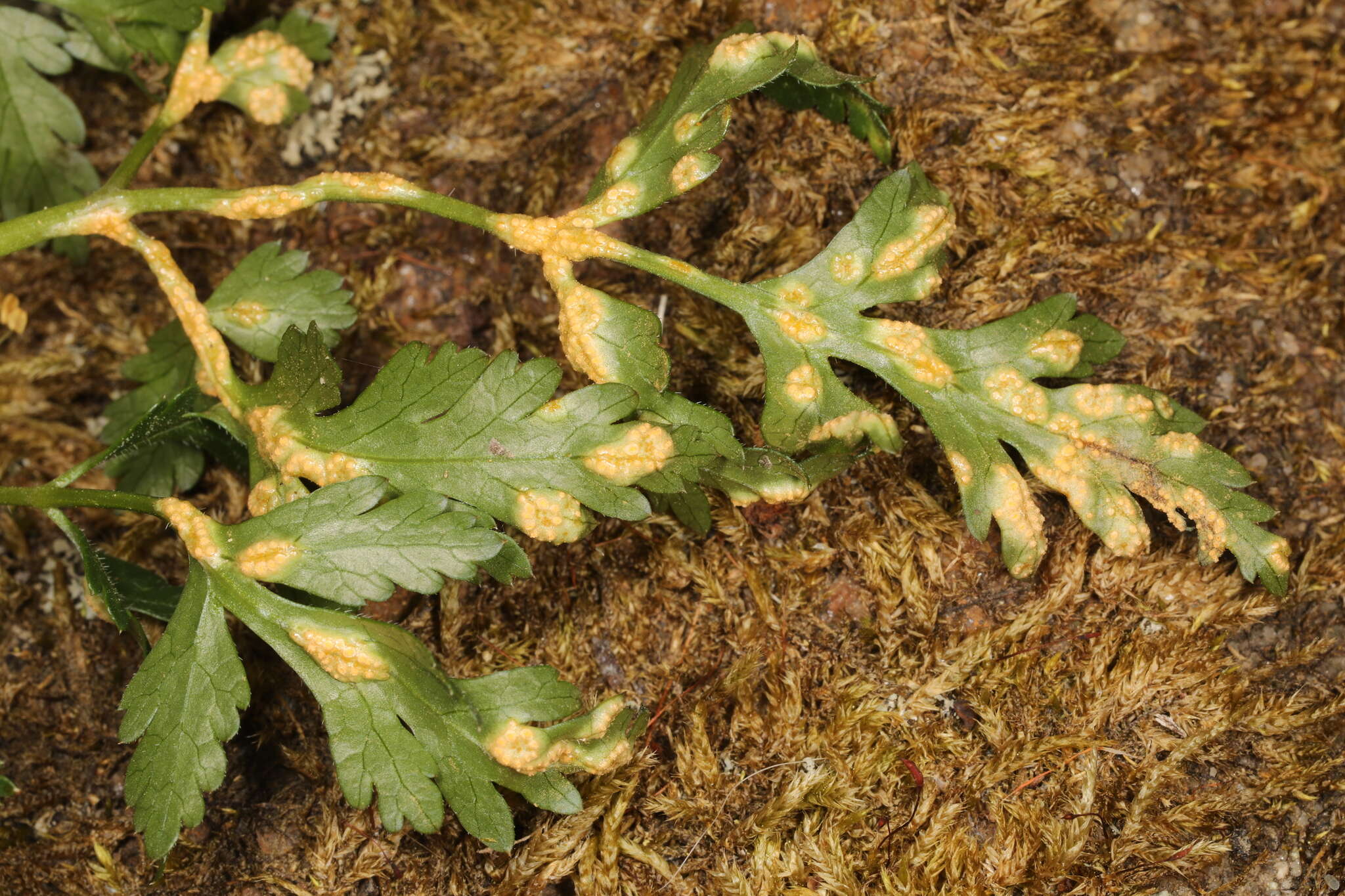 Image of Puccinia pimpinellae (F. Strauss) Link 1824