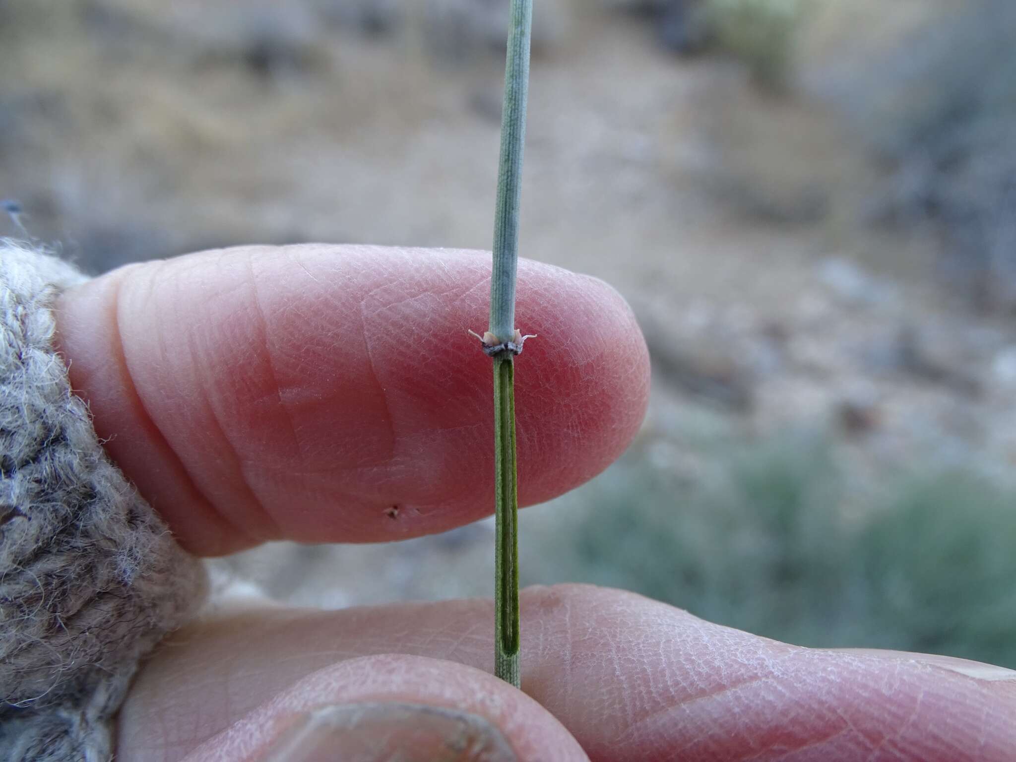 Image of Boundary Ephedra