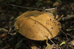 Image of Iodine bolete