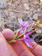 Image of Thereianthus spicatus (L.) G. J. Lewis