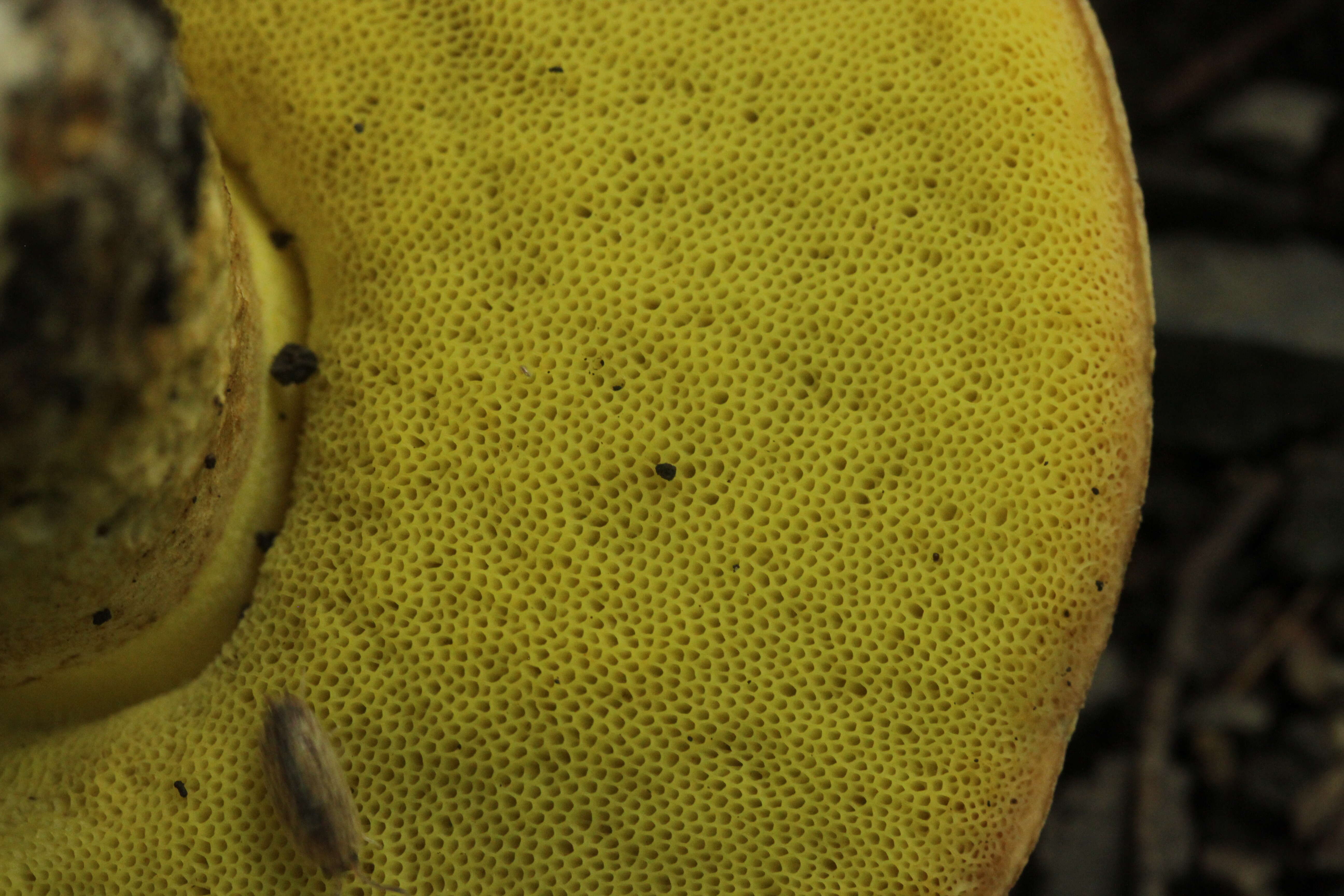 Image of Iodine bolete