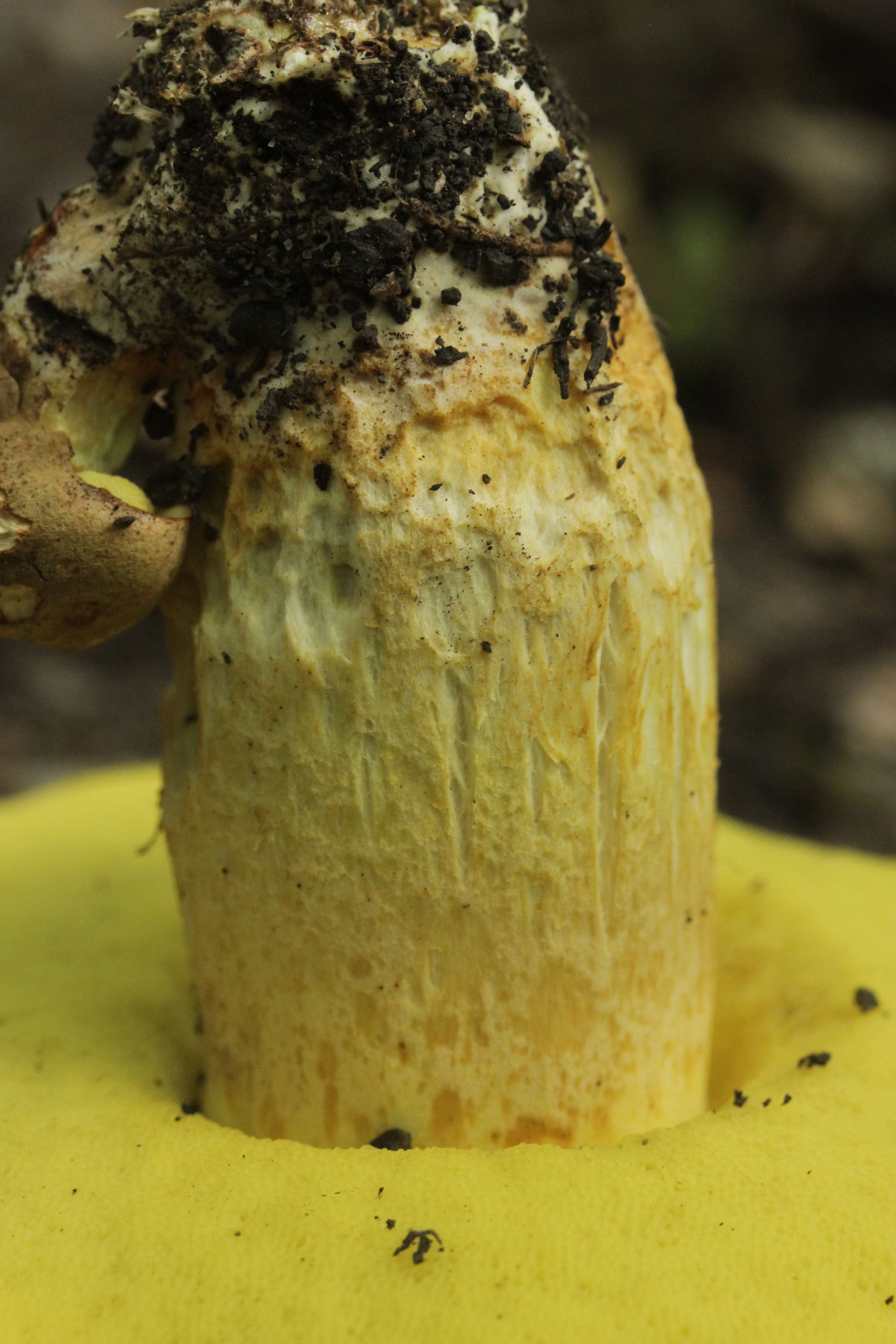 Image of Iodine bolete