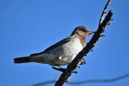 Image of Black-throated Thrush