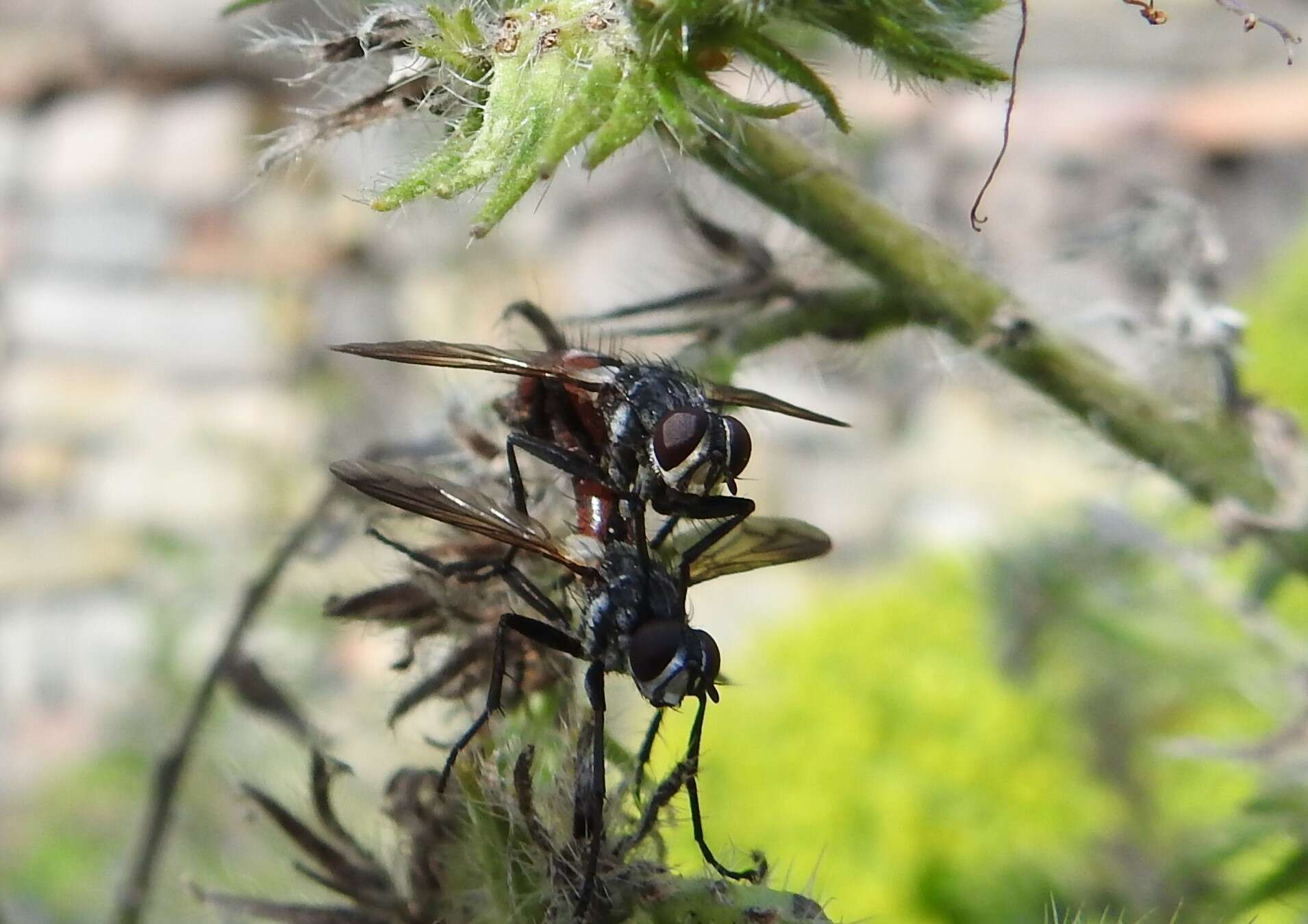 Image de Cylindromyia bicolor (Olivier 1811)