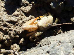 Image of Galápagos Fiddler Crab