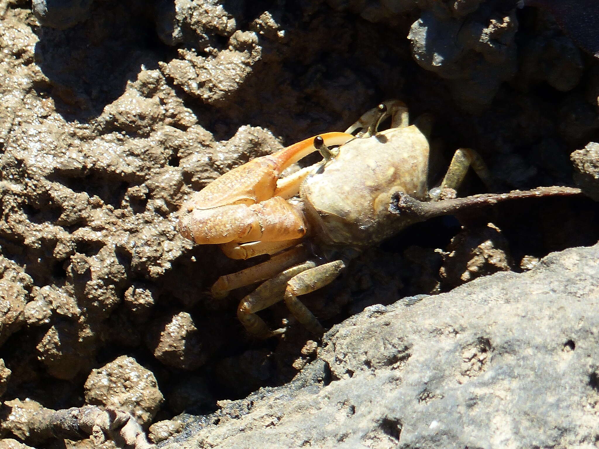 Image of Galápagos Fiddler Crab