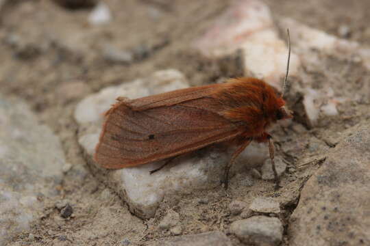 Plancia ëd Phragmatobia fuliginosa Linnaeus 1758