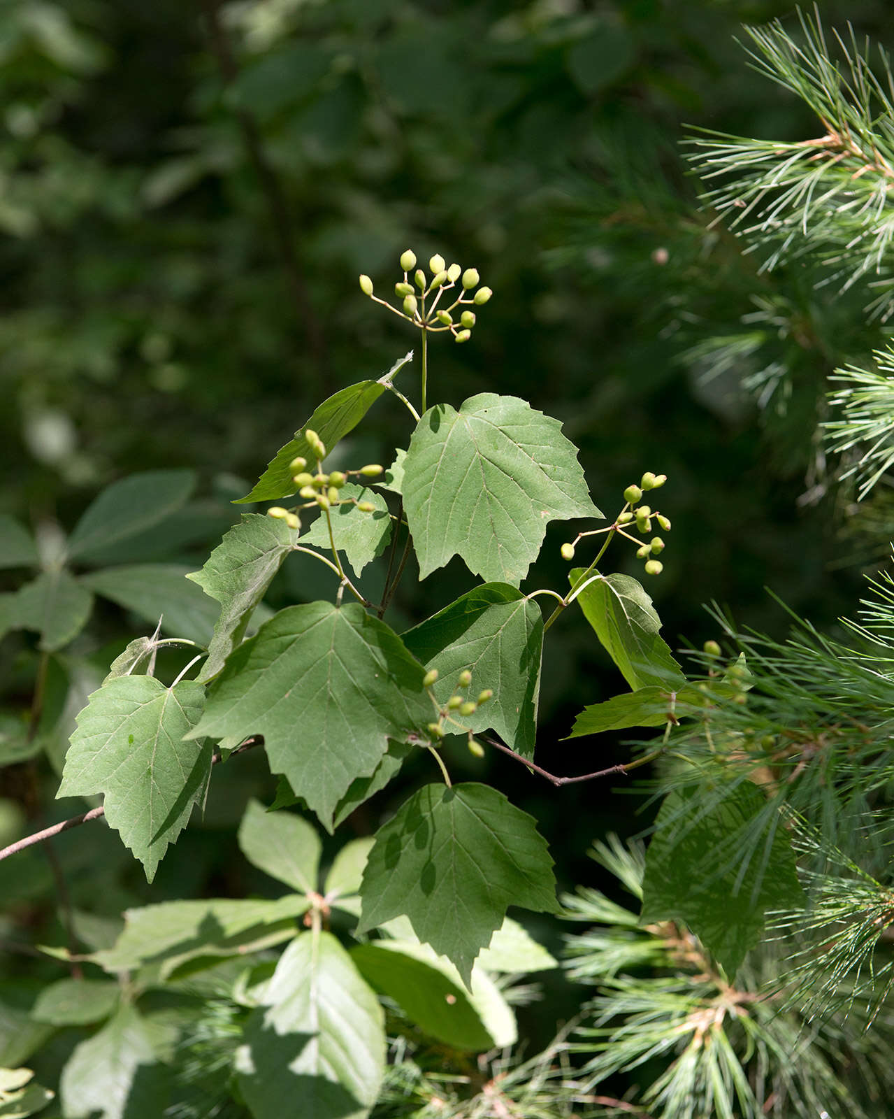 Image of arrow-wood