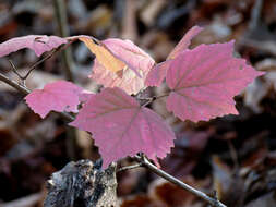 Image of arrow-wood