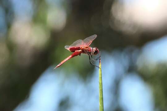 Tramea stenoloba (Watson 1962) resmi