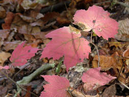 Image of arrow-wood