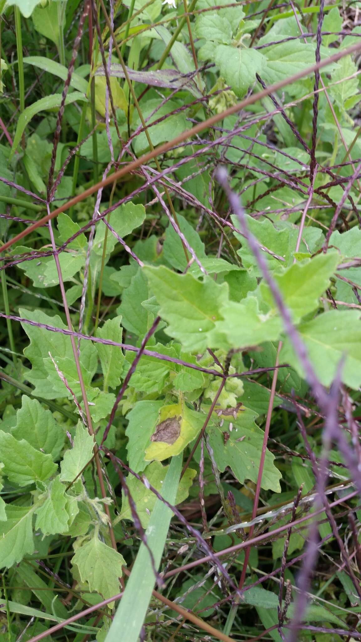 Imagem de Solanum physalifolium var. nitidibaccatum (Bitter) J. M. Edmonds