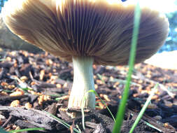 Agrocybe sororia (Peck) Singer 1978 resmi