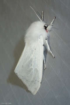 Image of Vestal Tiger Moth