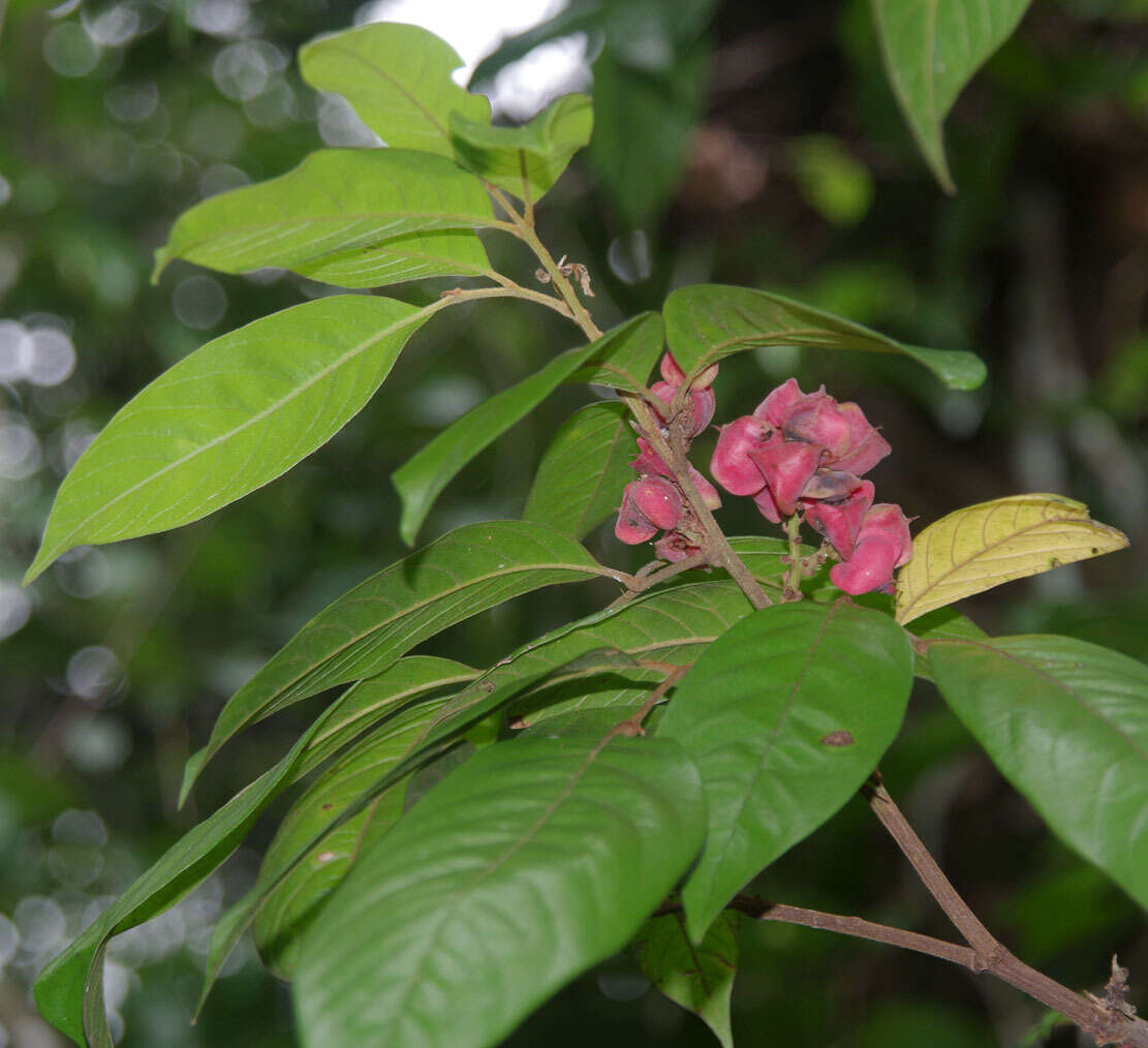 Sarcopteryx martyana (F. Müll.) Radlk.的圖片