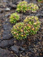 Image of Colobanthus muscoides Hook. fil.