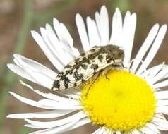 Image of Acmaeodera decipiens Le Conte 1866