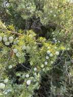 Image of Large-fruited Juniper