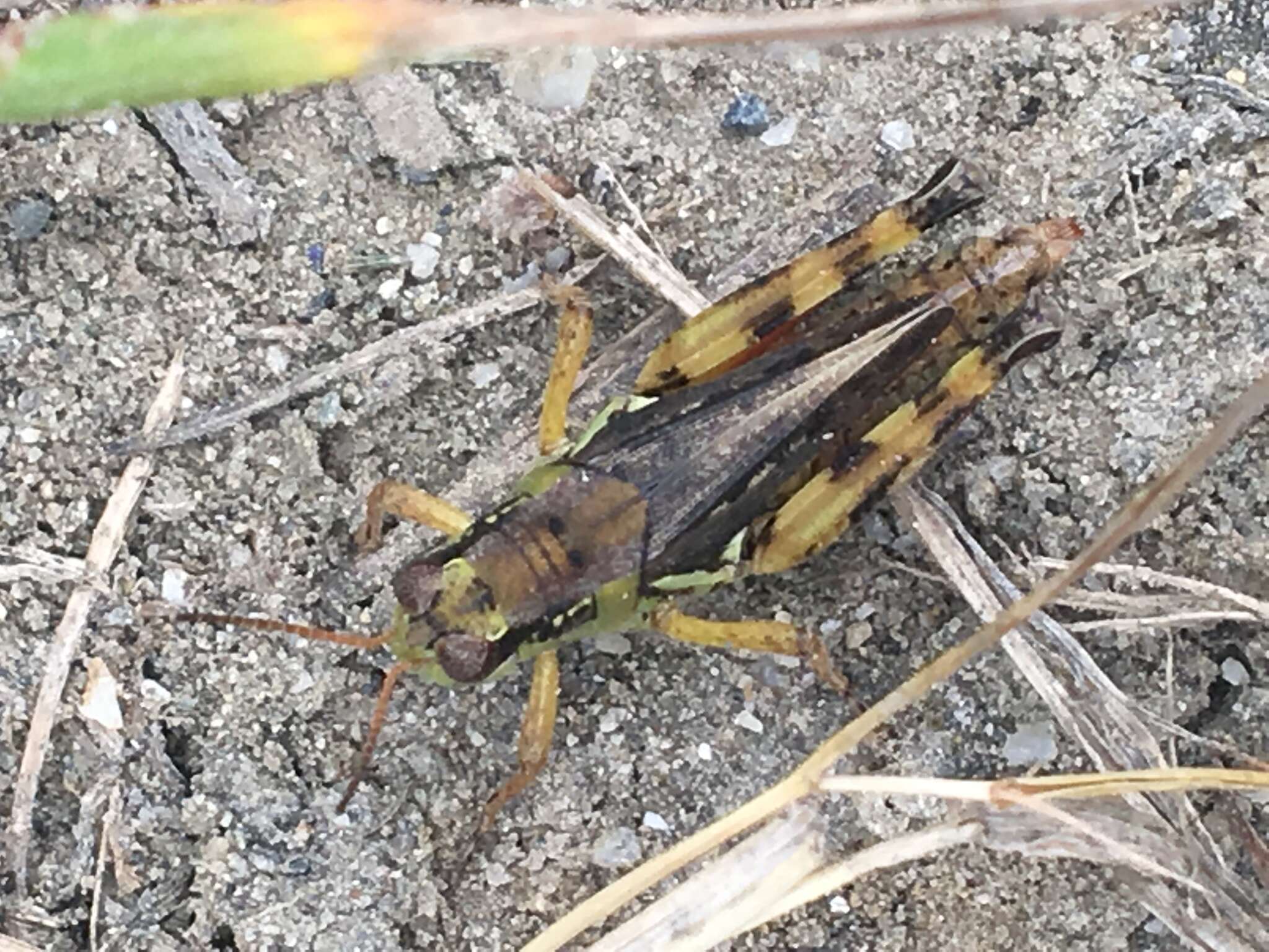 Melanoplus fasciatus (Walker & F. 1870) resmi