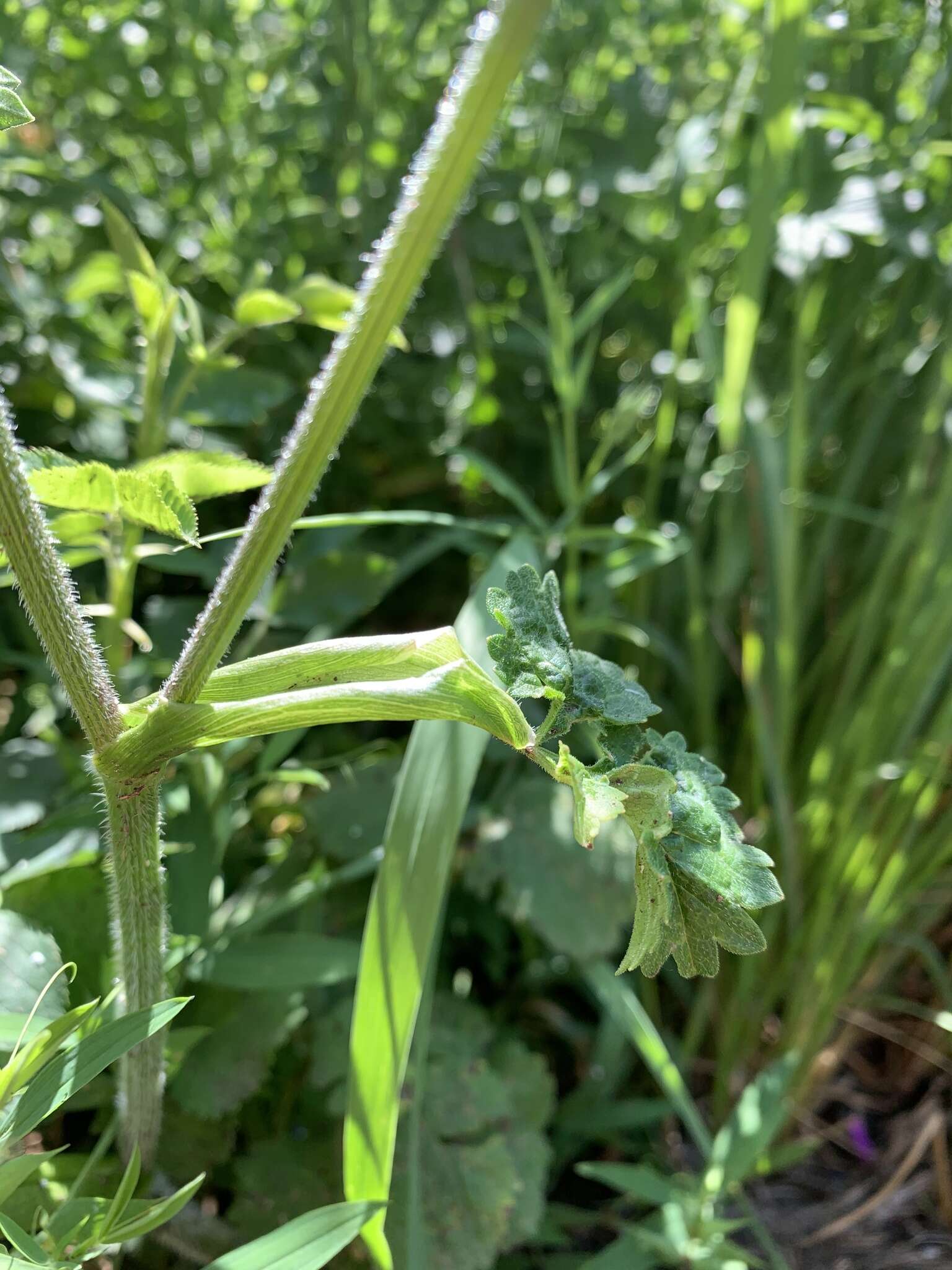 Heracleum chorodanum (Hoffm.) DC.的圖片