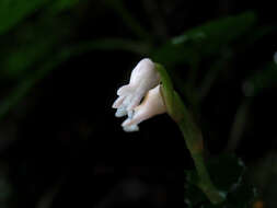 Image of Myrmechis gracilis (Blume) Blume