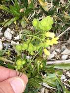 Image of Buckler Mustard