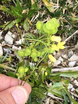 Image of Buckler Mustard